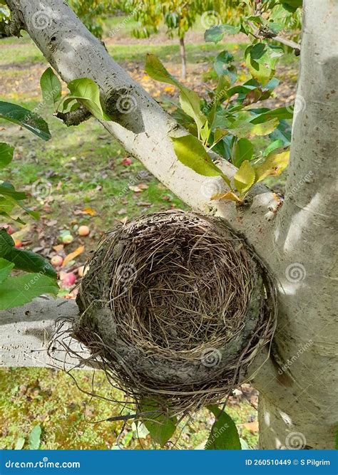 Sparrows Nest In Apple Tree Stock Image Image Of Soil Agriculture