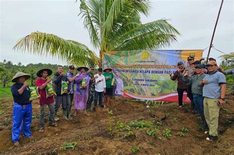 Terobosan Kementerian Pertanian Lahan Sawit Dan Kelapa Ditanami Padi