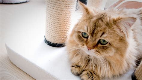 6 Signs of Depression in Cats - Purrfect Love