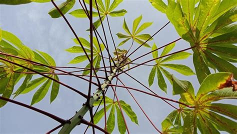 Premium Photo Cassava Plant Manihot Esculenta Cassava Leaves Daun