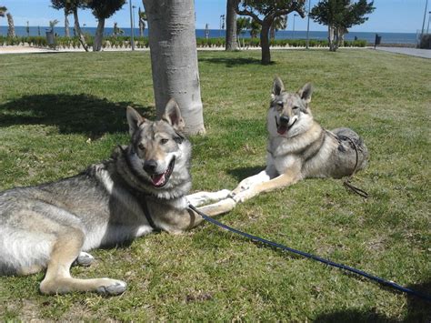 Cómo enseñar a un perro Perro Lobo Checoslovaco a ir al baño Blog de