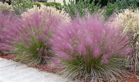 Buy Pink Muhly Grass Live Plants Muhlenbergia Capillaris