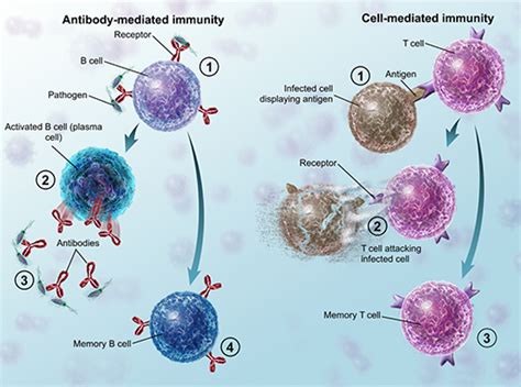 Et Tu Immune System 4 Seasonal Allergy Facts