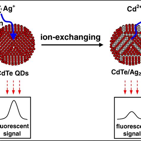 The Selectivity Of The Ratiometric Fluorescent Probe To Different