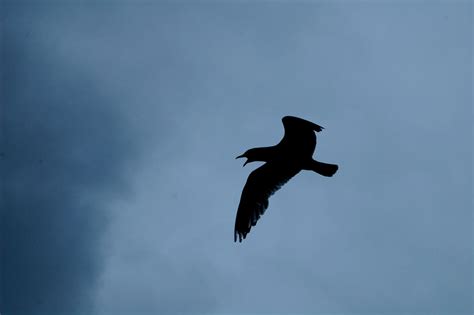 The Evil Seagull By Jrl5 On Deviantart