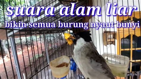 Suara Burung Kutilang Jantan Gacor Memanggil Betina Ini Bikin Kutilang