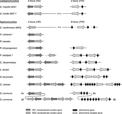 1 Organization Of Mating Type Loci Hd And Pr Genes For Citations