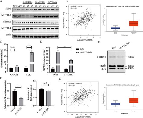 Expression Of Slp Is Regulated By Mettl And Ythdf A Western Blot