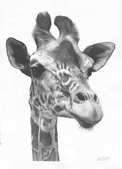 Giraffe Drawing by Jerry Winick | Saatchi Art