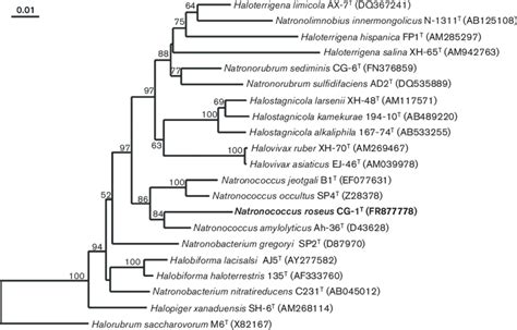 Maximum Parsimony Phylogenetic Tree Based On The 16s Rrna Gene Sequence