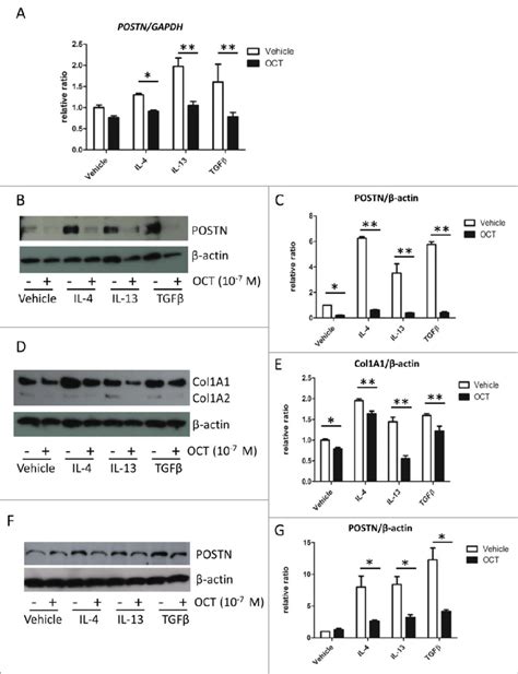 Oct Causes Downregulation Of Il Il And Tgfb Induced Postn And