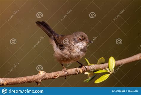 Toutinegra Bonita Do Melanocephala De Sylvia Empoleirada Em Um Ramo