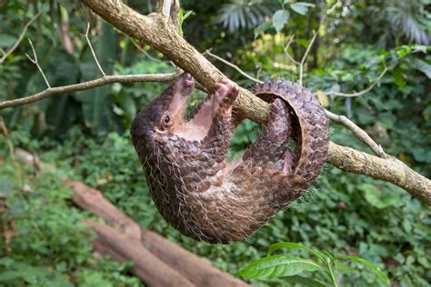 Pangolin facts and photos