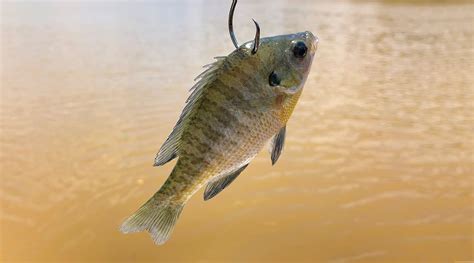 rig  fish   bait  bass