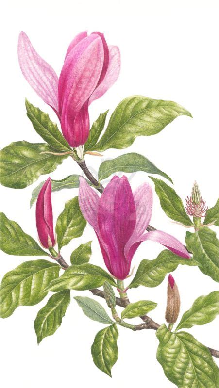 Magnolia 'Susan' - Ann Swan
