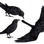 Common Raven Png Transparent Images Png All