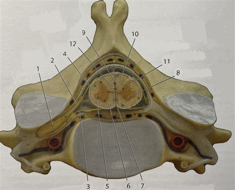 Spinal Cord Internal Anatomy Diagram Quizlet