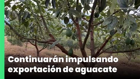 Continuarán Impulsando Exportación De Aguacate Jalisco Noticias Youtube