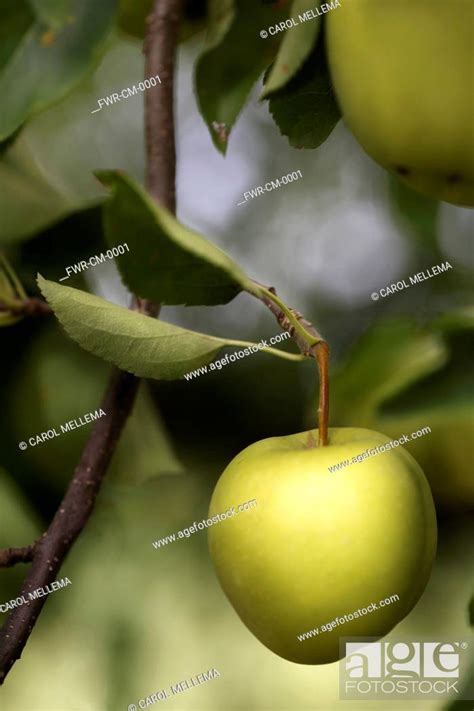 Apple Malus Domestica Cultivar Apples Growing On Tree Stock Photo