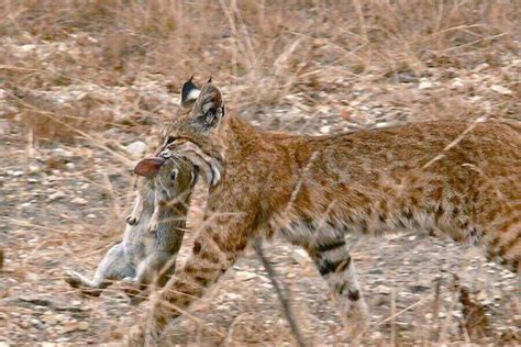 Bobcat Diet: What Do Bobcats Eat? (Common Prey Animals)