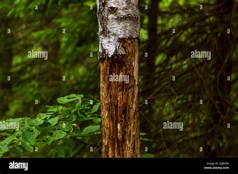 Nutrition Biodiversity Hi Res Stock Photography And Images Alamy