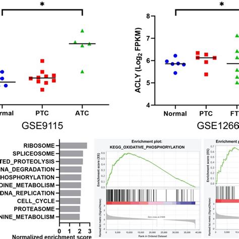 Effects Of Atp Citrate Lyase Acly Inhibitors On Cell Matrix