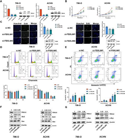 FBXL6 Knockdown Inhibits Cell Proliferation And Induces Apoptosis A