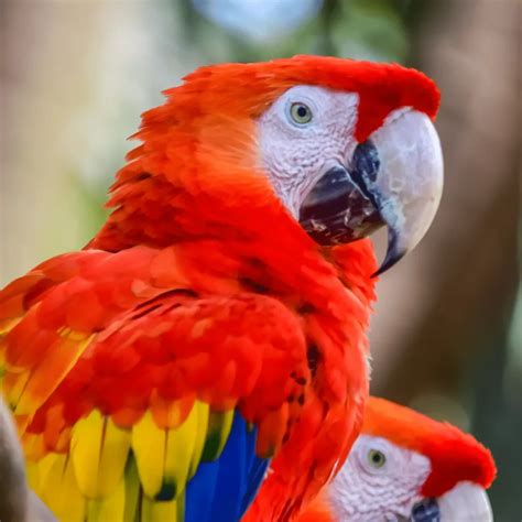 The Enchanting Scarlet Macaw: Beauty and Brilliance in Flight | WorldWeet