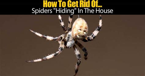 How To Get Rid Of Spiders Hiding In The House