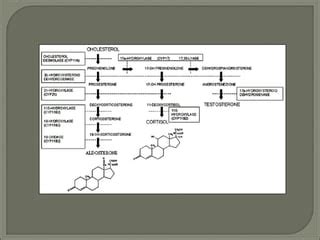 Enfermedad Suprarrenal Ppt