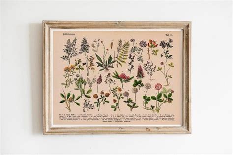 Botanischer Druck Vintage Poster wilde Pflanzen Futterkräuter