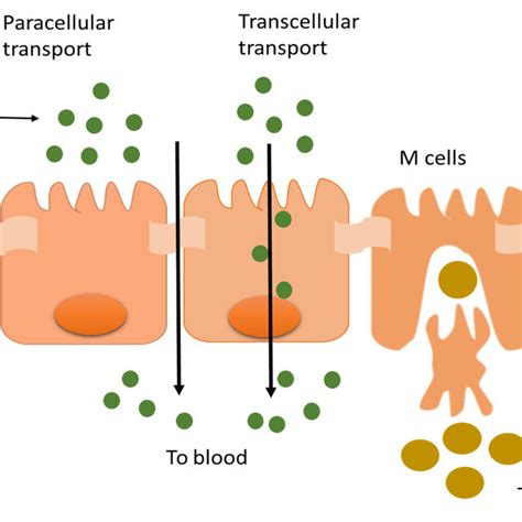 Schematic Illustration Of The Presumed Mechanism Of Transcellular And