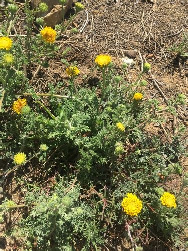 Orcutt S Pincushion Variety Chaenactis Glabriuscula Orcuttiana