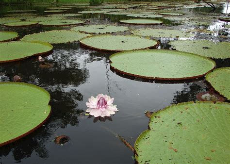 Visit The Amazon on a trip to Colombia | Audley Travel US