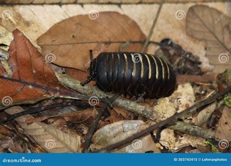 Pill Bug Millipede in Borneo Stock Image - Image of armored, legs: 303743415