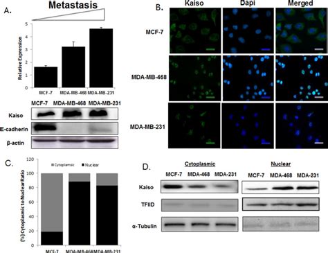 Kaiso Expression And Localization In Breast Cancer Cell Lines A