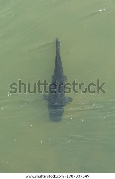 surubi fish  images   images vectorielles de stock