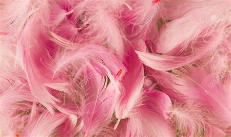 [36 ] Feather Pink Wallpapers Wallpapersafari