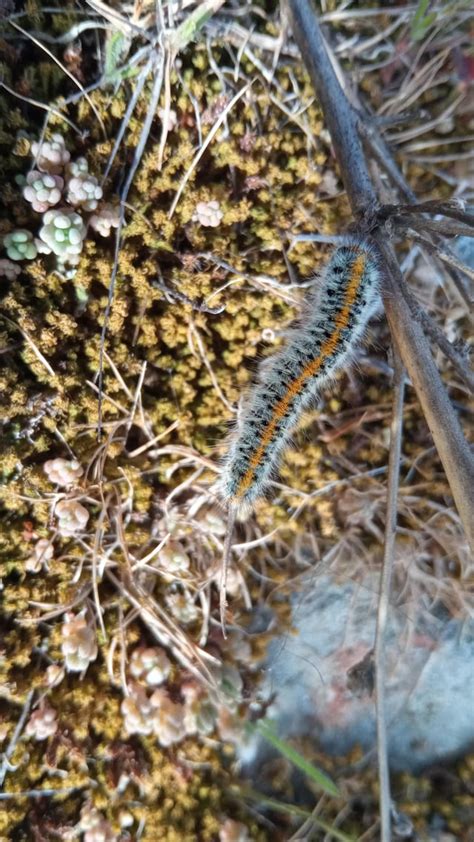 Help identify these fellas : r/whatisthisbug