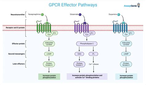 GPCRs G Protein Coupled Receptors A Guide Assay Genie