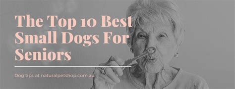The Top 10 Best Small Dogs For Seniors - Mindiampets.com.au
