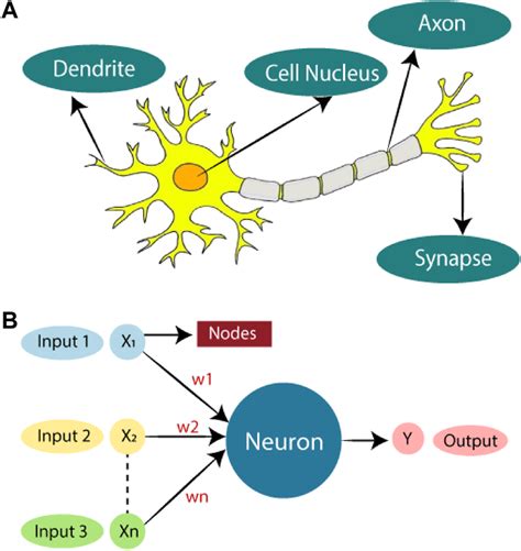 (A) Biological neural network (B) artificial neural network. Adapted ...