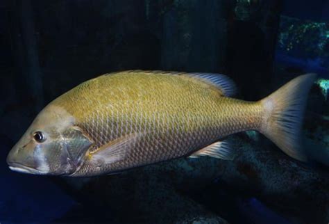 Pargo Caballera Lutjanus Jocu Picture Fish