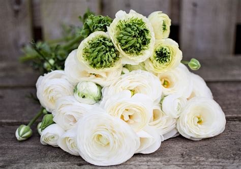 Ranunculus ‘super Green Zoe Woodward Gardening