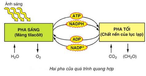 Ph N Bi T Pha S Ng V Pha T I Trong Quang H P N T P Sinh H C Eu