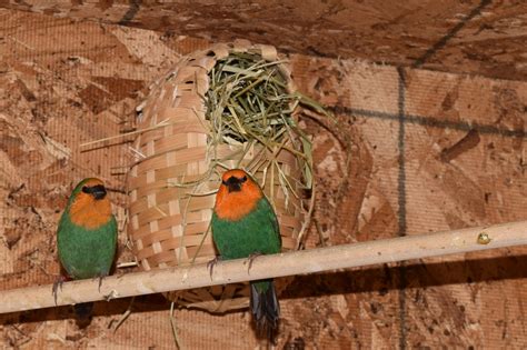 Breeding Pairs Woodside Finches And Canaries