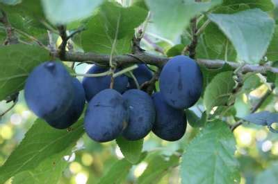 The Ultimate Guide To Fruit Trees Plums Gages Damsons Chris