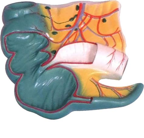 Anatomical Model Of Appendix And Caecum Appendix Of The Rectal Profile