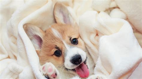 National Welsh Corgi Day And International Corgi Day