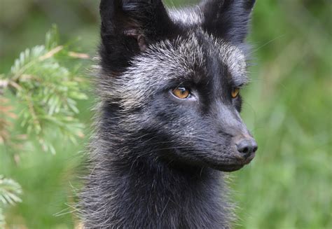 Hoffnungsschimmer F R Pelztiere Vier Pfoten Stiftung F R Tierschutz